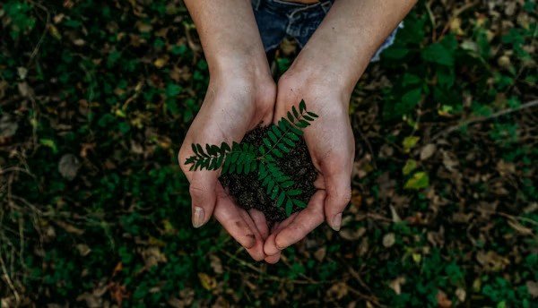 1 Million Trees